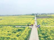 河南旅游策劃:荊門百里花如海，春風(fēng)相約緣是你